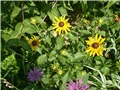 rudbeckia